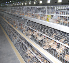 A Type Pullet Cage Brood Rearing Equipments